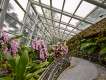 Interior of Cool House, National  Orchid Garden